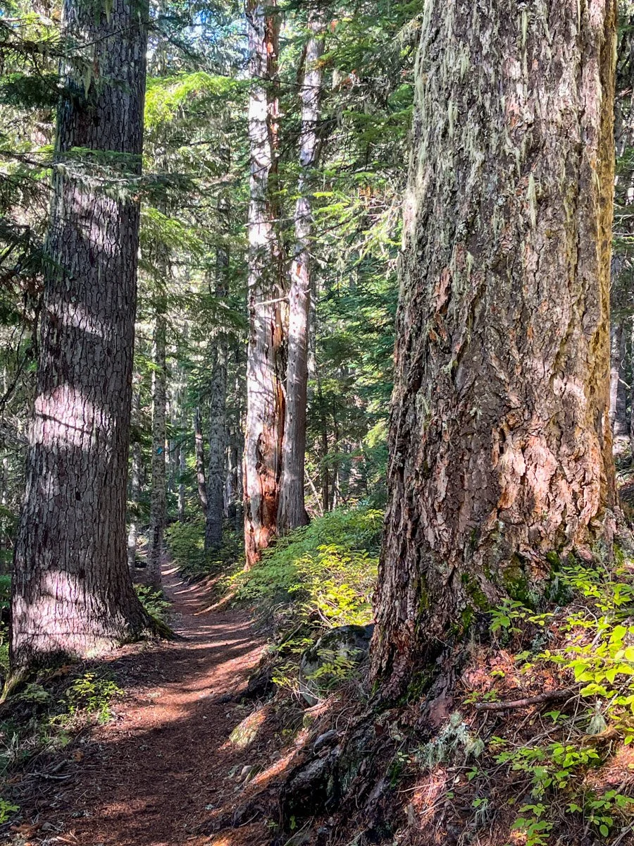 Douglas-fir and noble fir