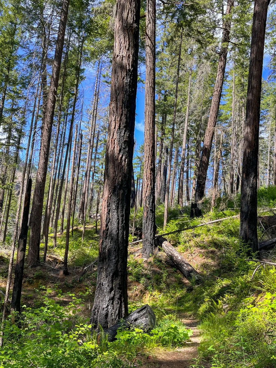 Mixed mortality, high survivorsdhip among large Douglas-fir