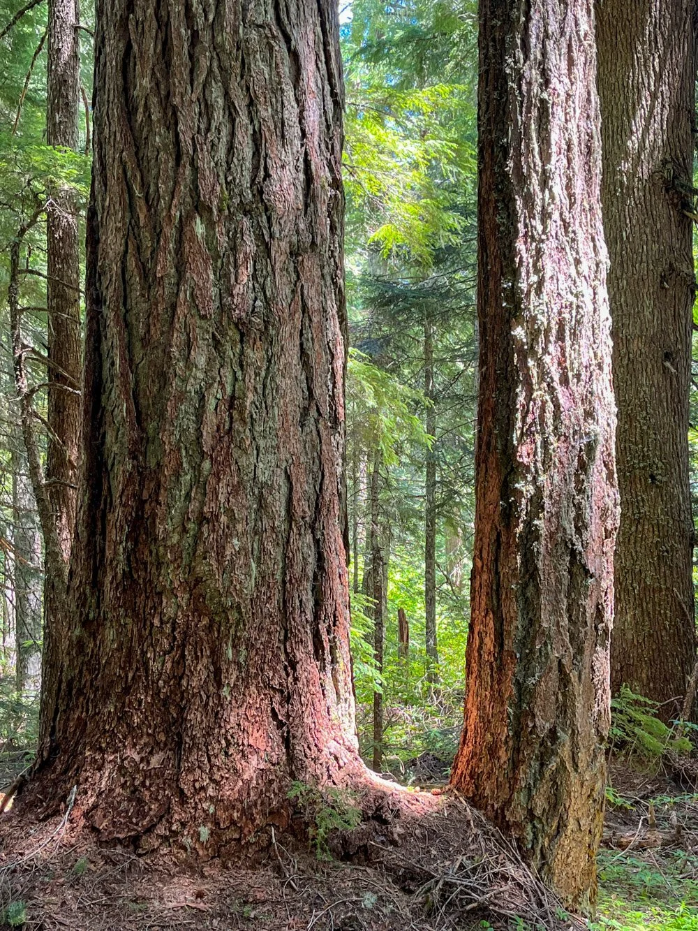 Large Douglas-fir