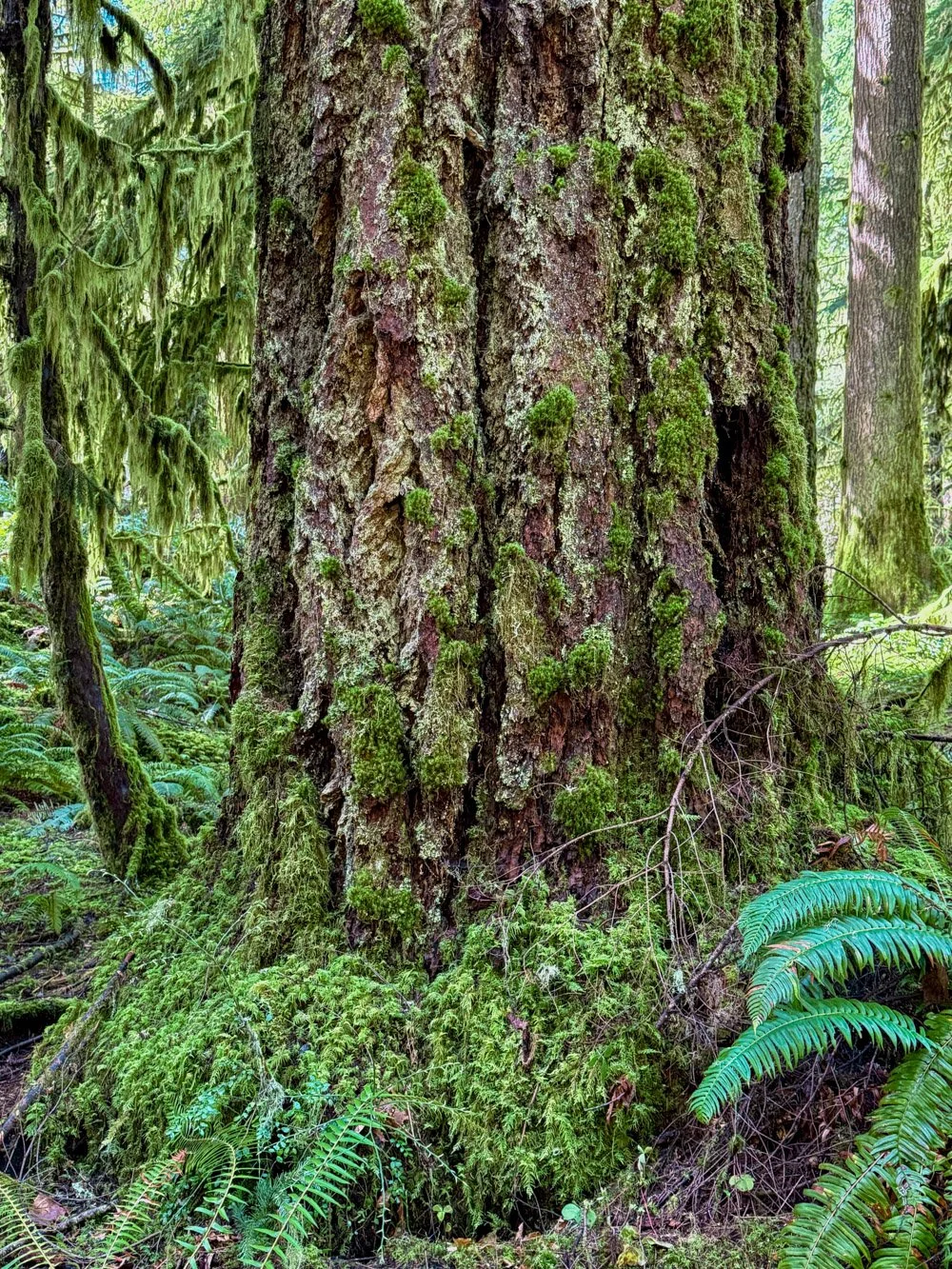 Mossy Douglas-fir