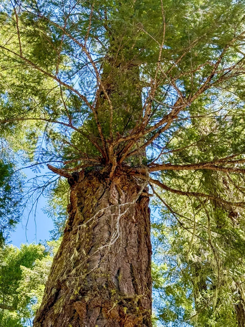 Fan-shaped epicormic branch