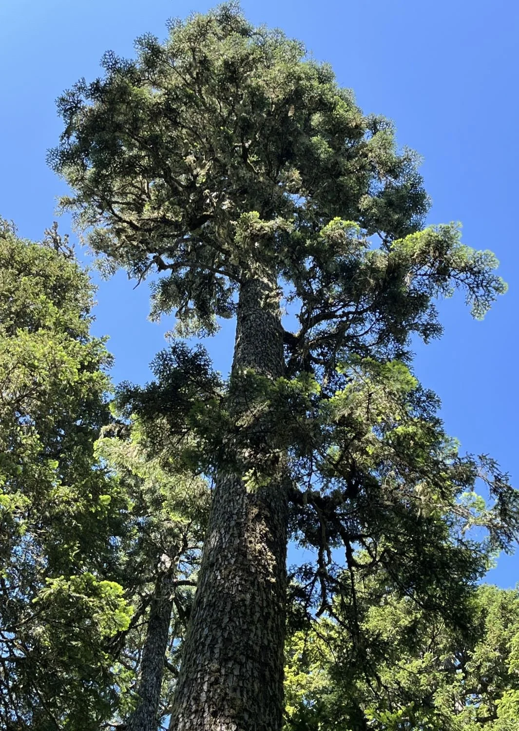 Blue-hued noble fir