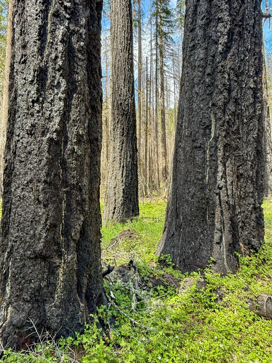 Douglas-fir post-fire (Knoll Fire 2021)