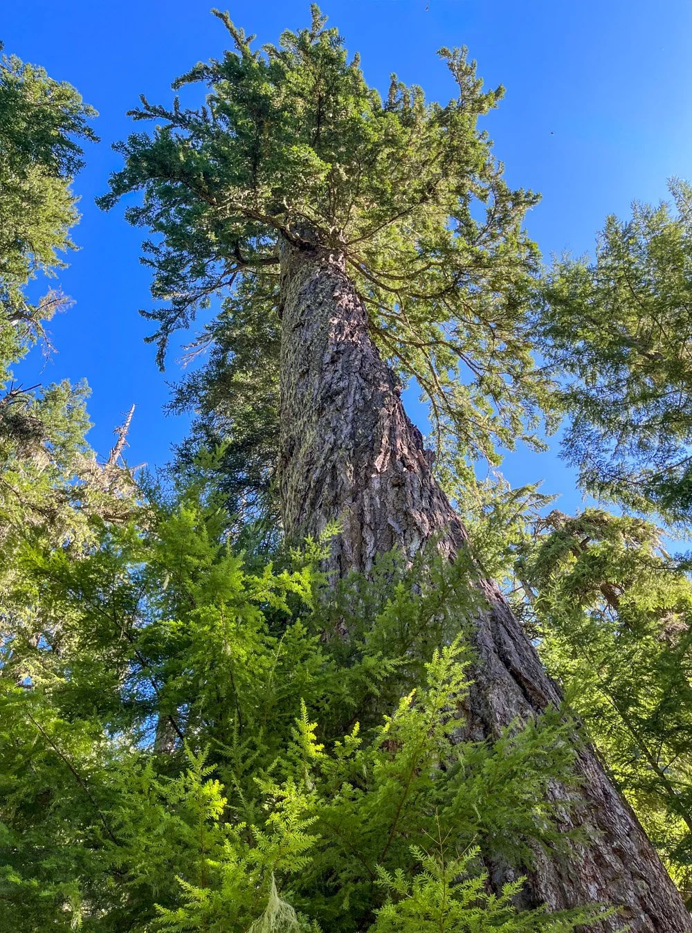 Towering giant