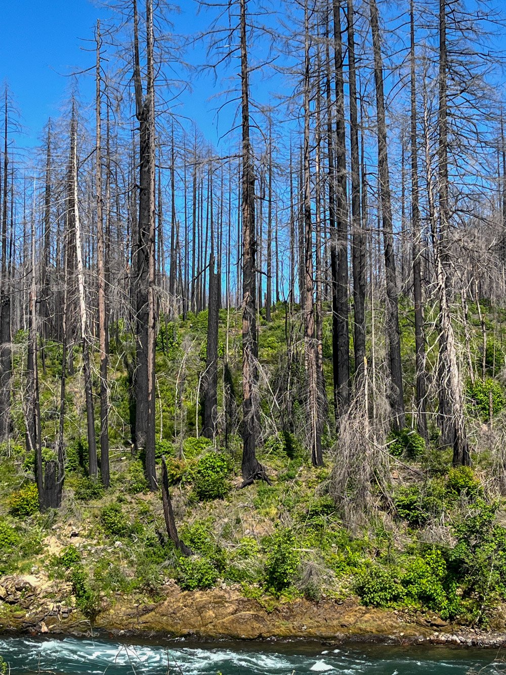 Formerly old growth