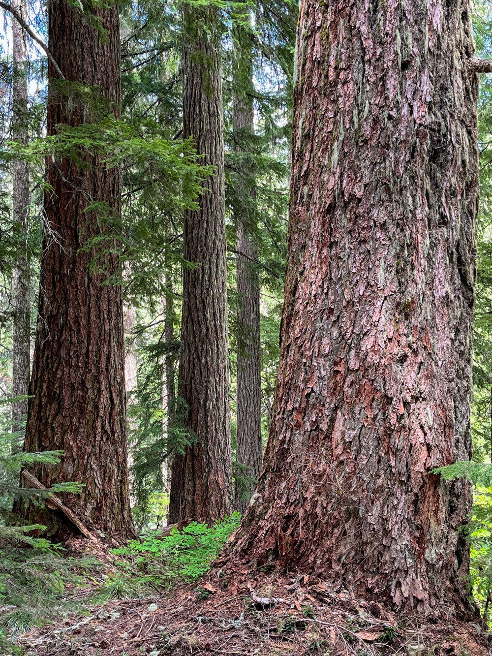 Old-growth forest