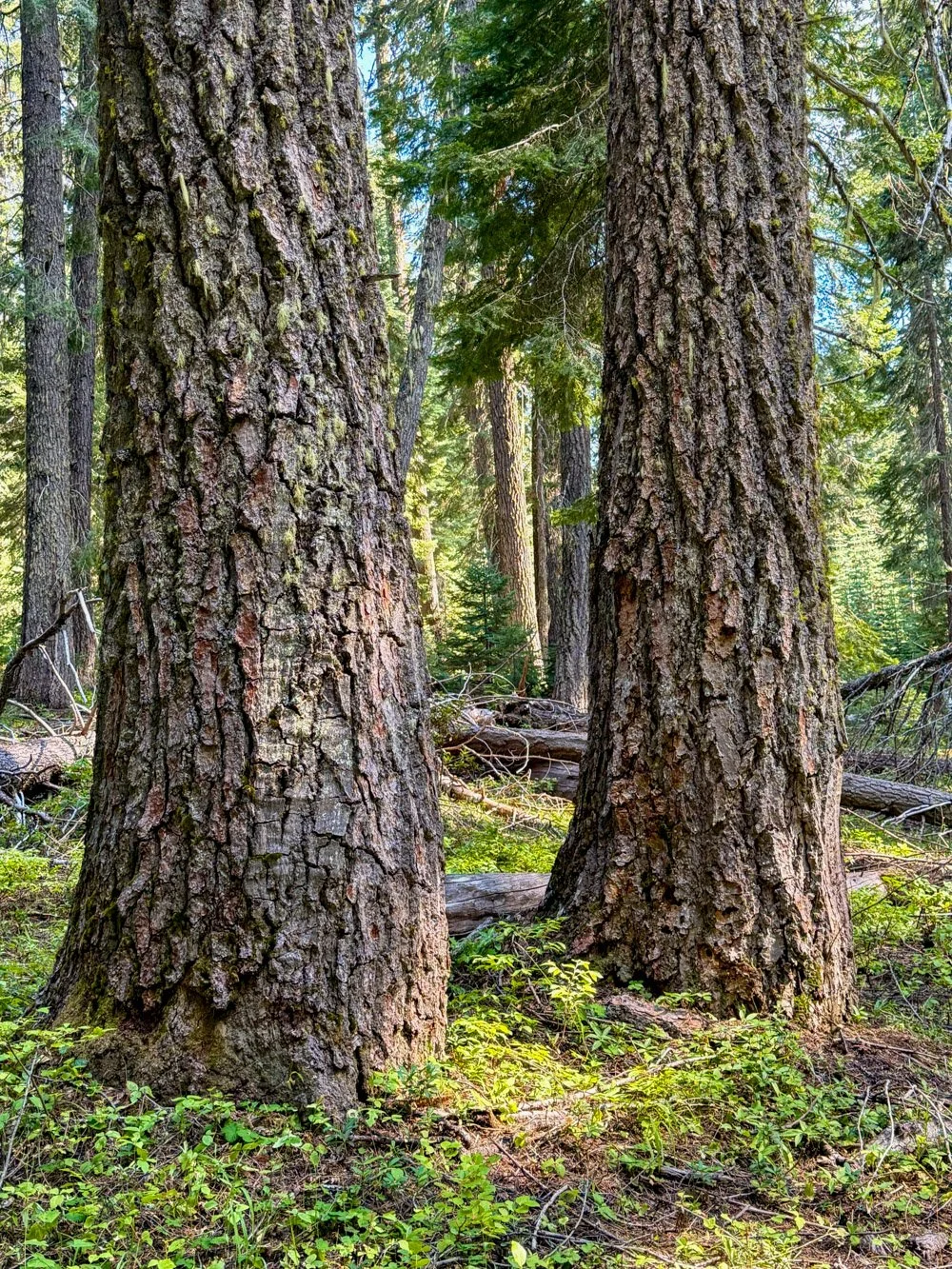 White fir
