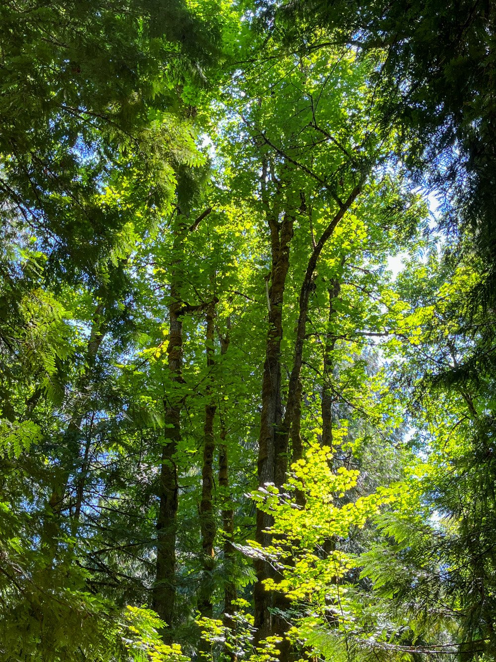 Bigleaf maple