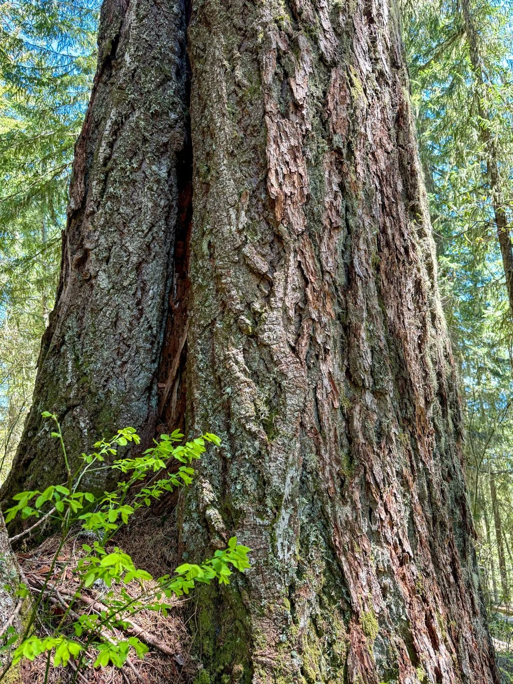 Huge, fire-scarred Douglas-fir