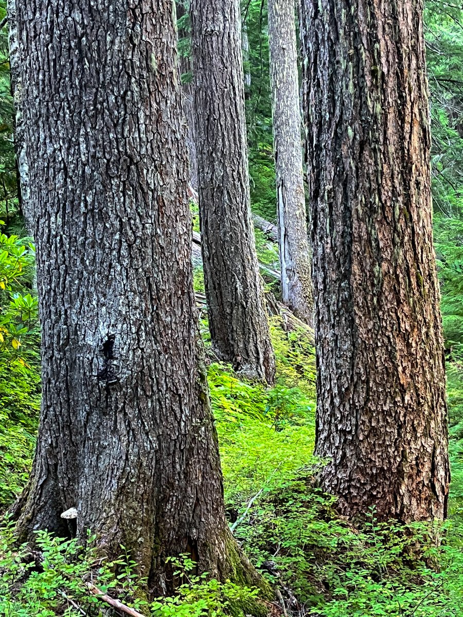 25. McQuade Creek Trail