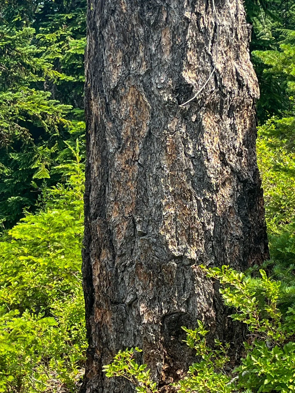 Western larch, pre-fire