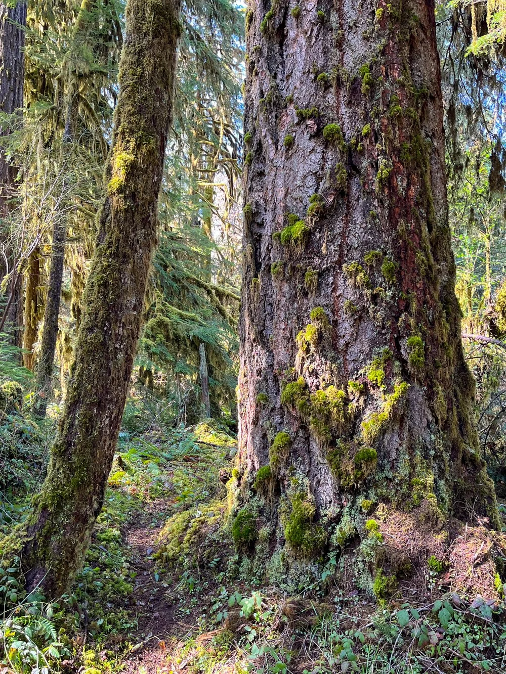 Old Douglas-fir along Fall Creek, pre-fire