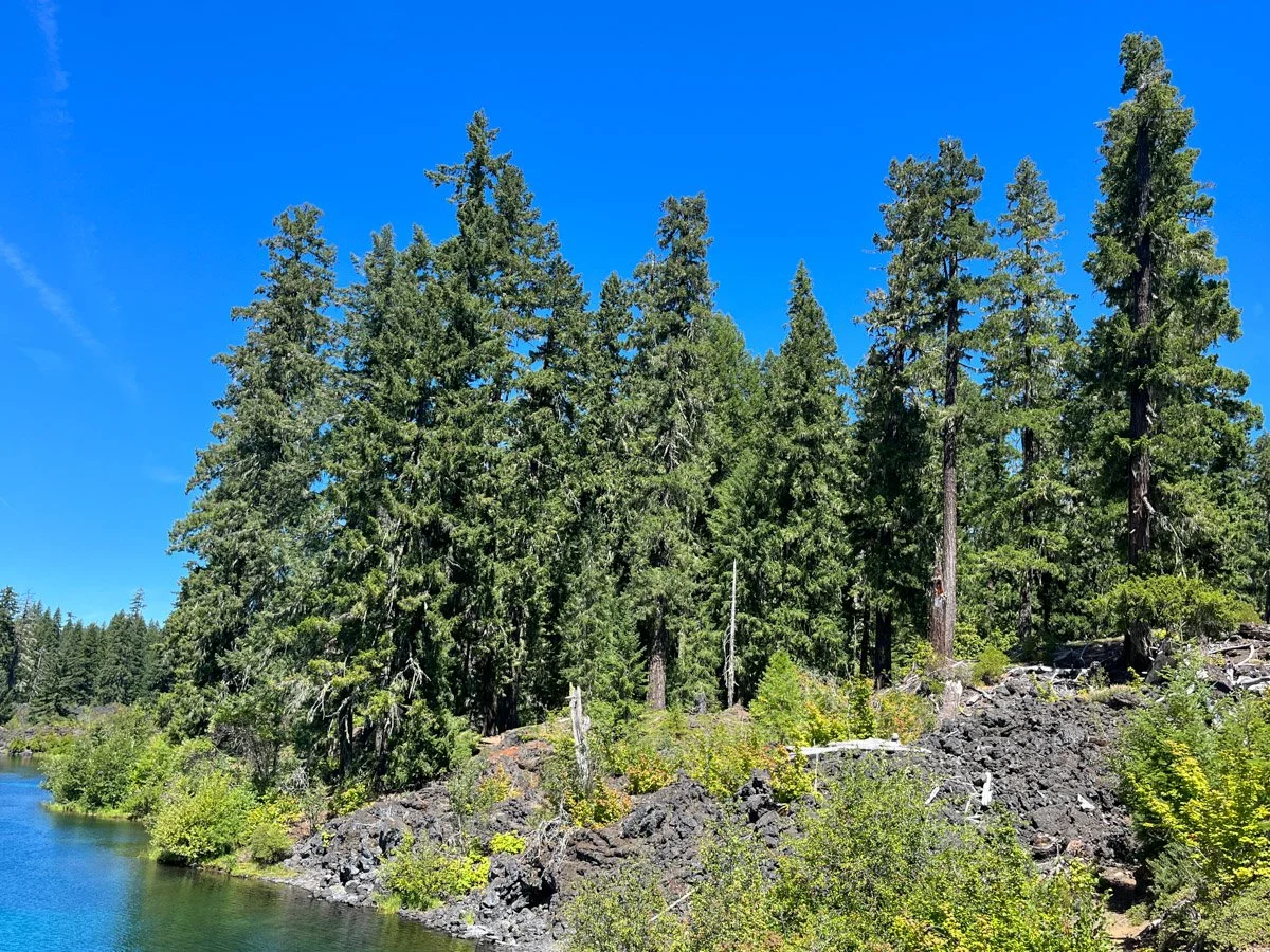 Lava-flow old growth