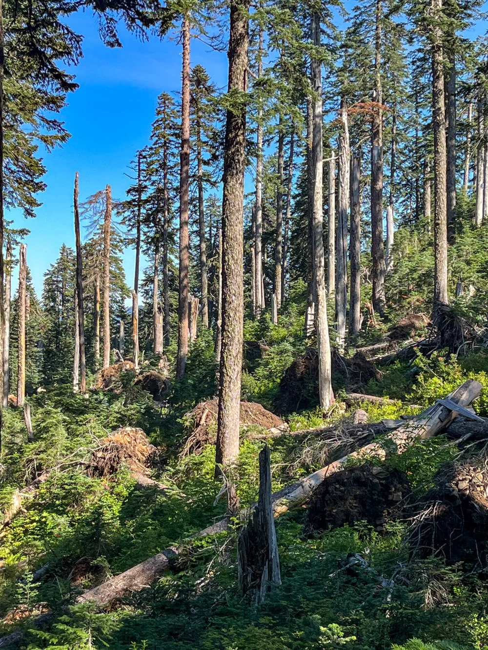 Blowdown and tip-up mounds