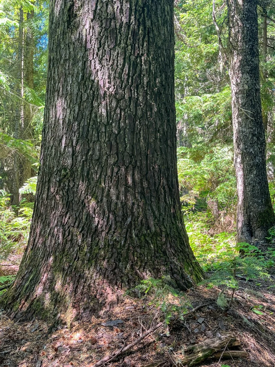 Distinctive noble fir