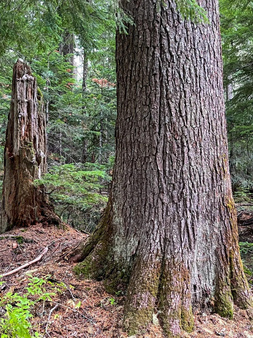 Old western hemlock