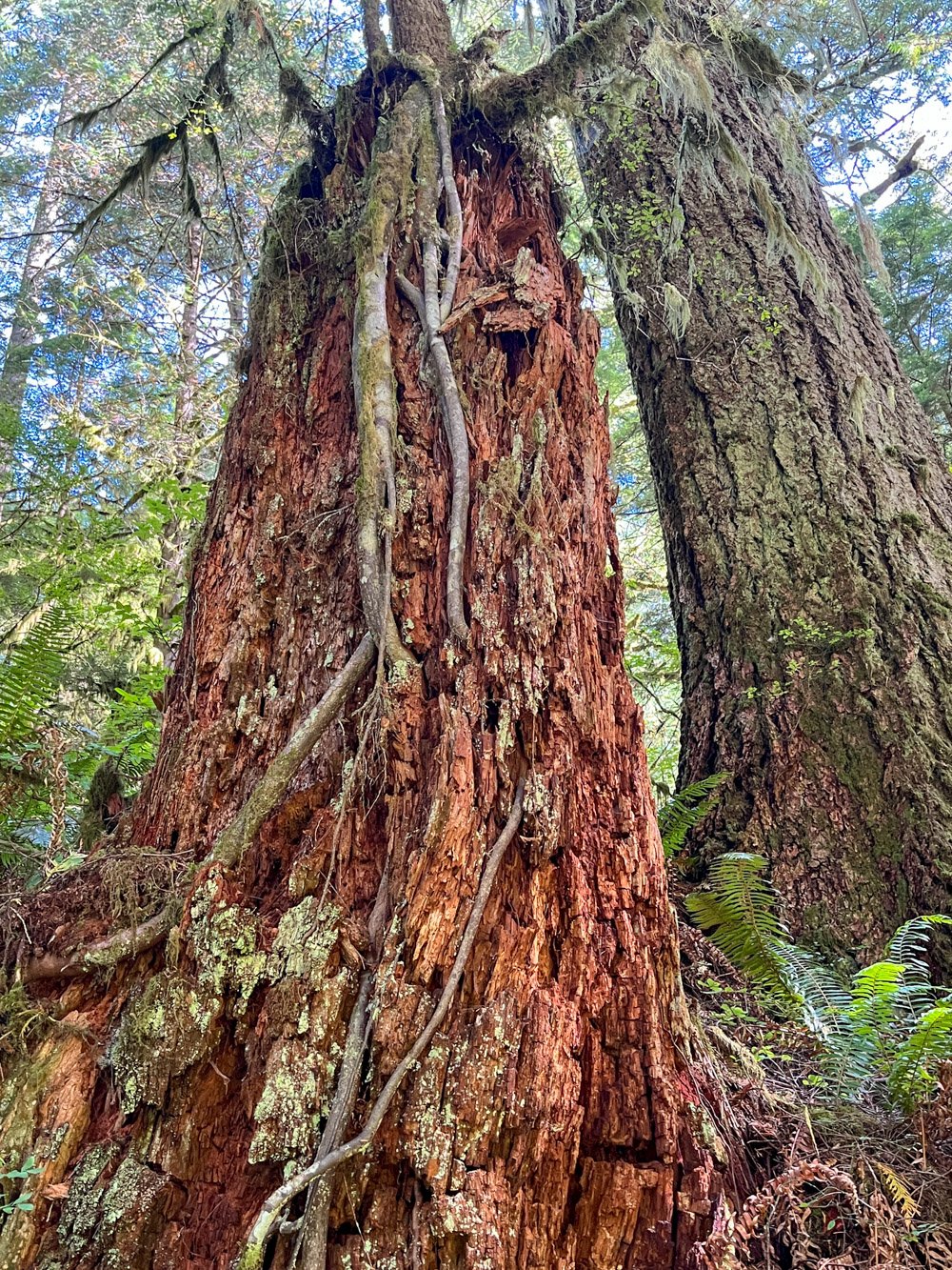 Hemlock colonizing a snag
