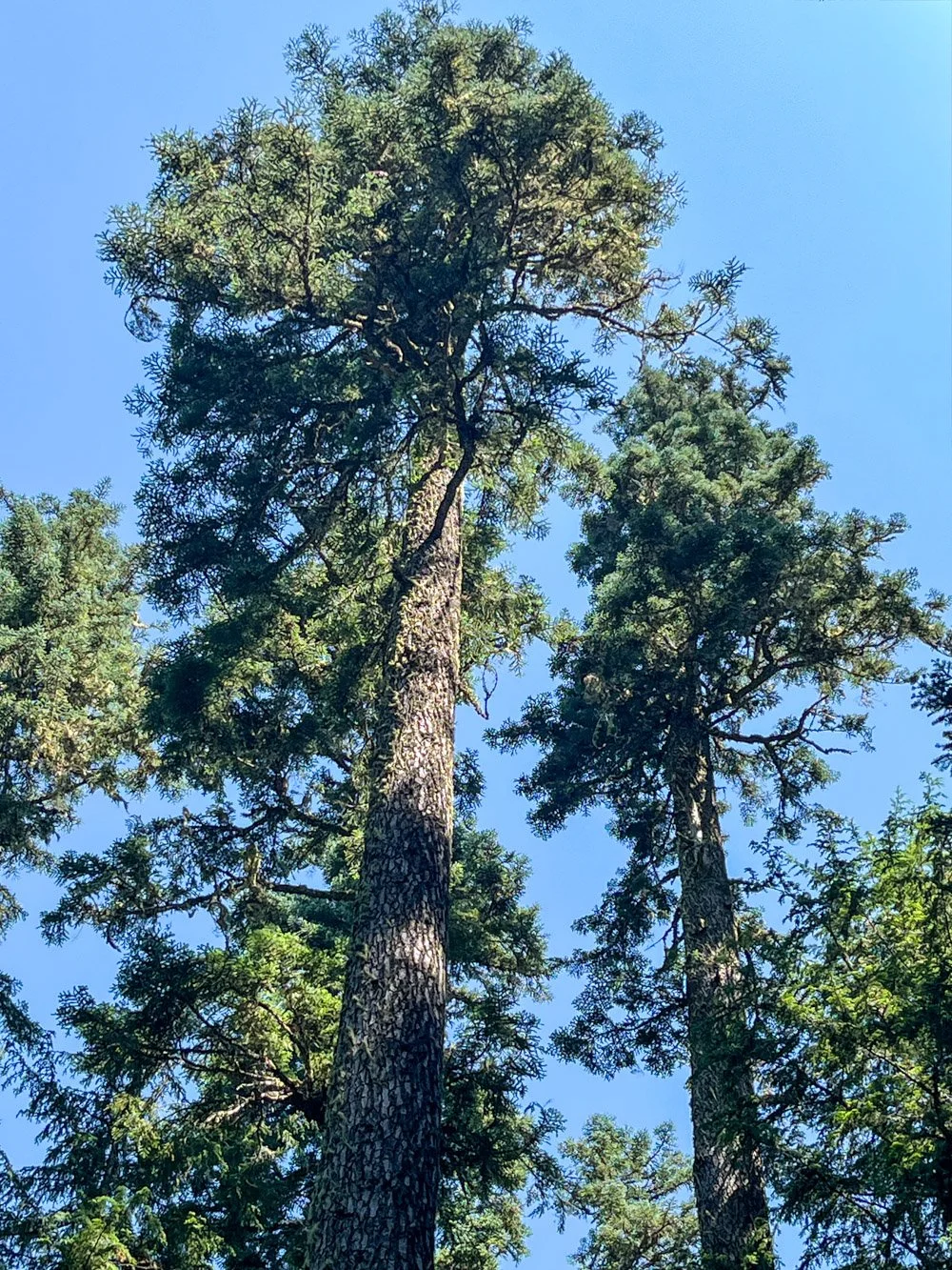 Beautiful noble fir crown