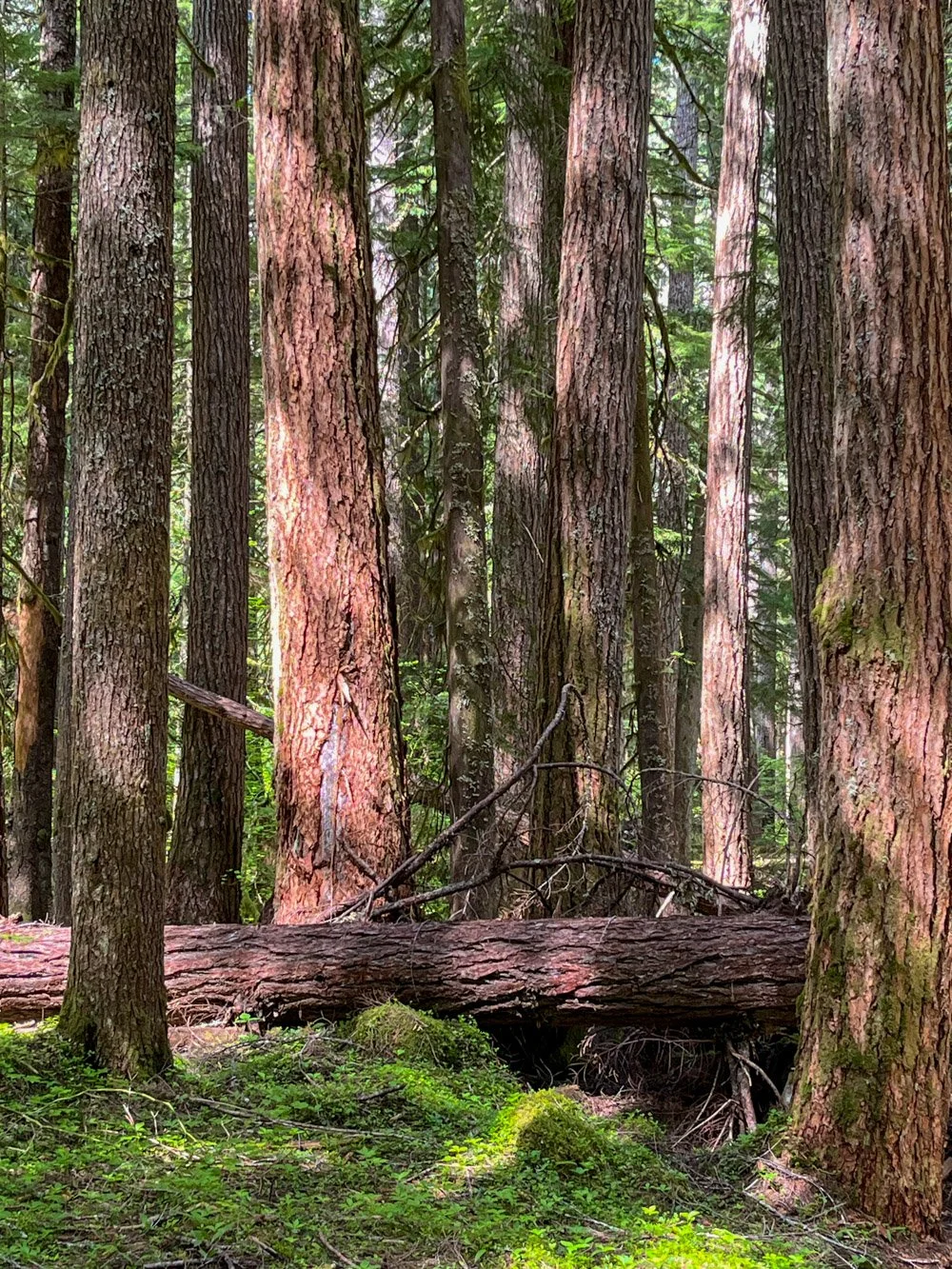 Douglas-fir and western hemlock