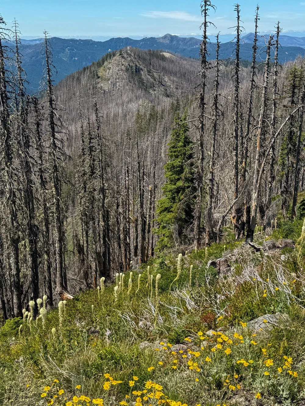 Bull Complex Fires (2021)