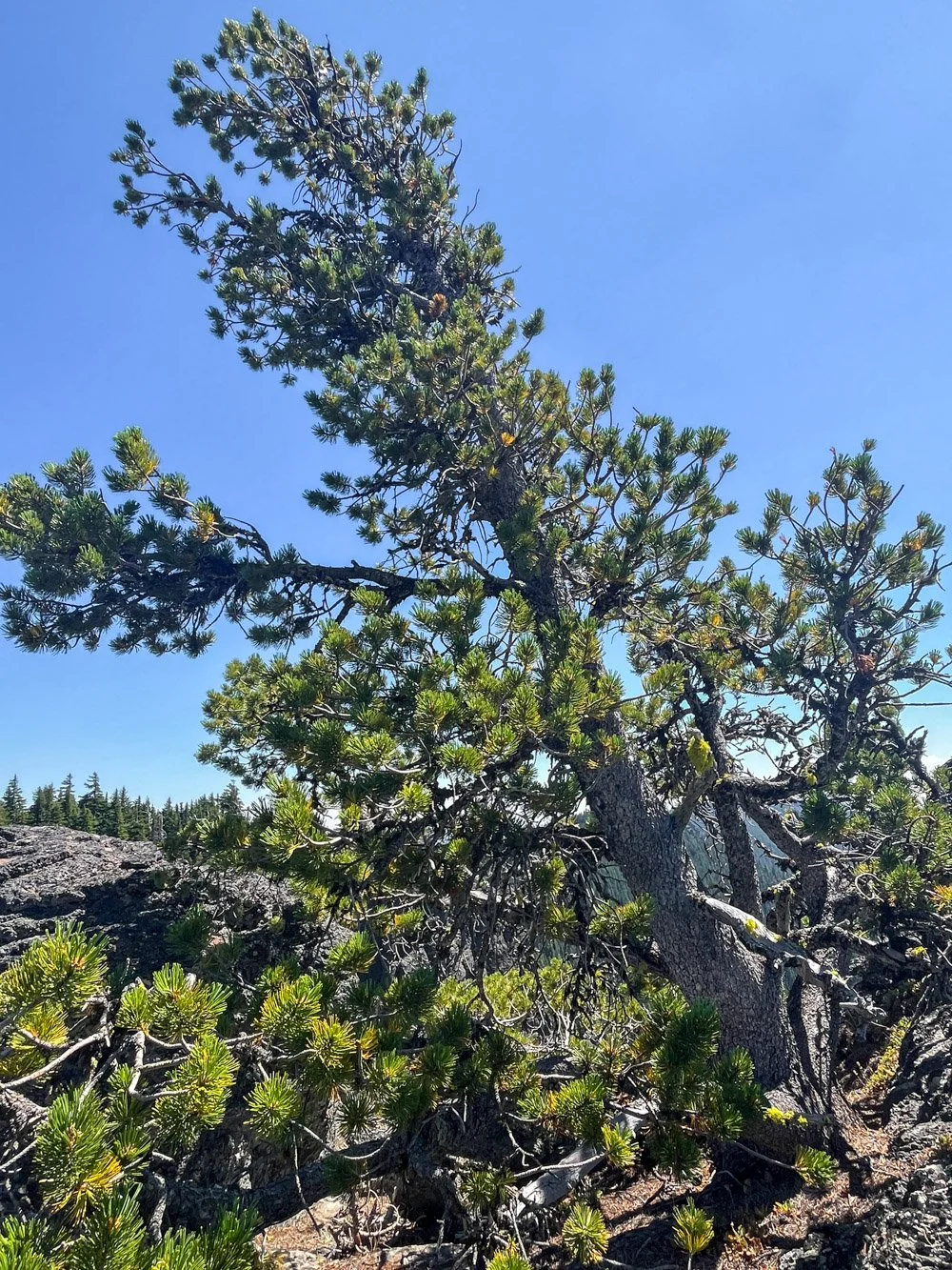 Whitebark pine