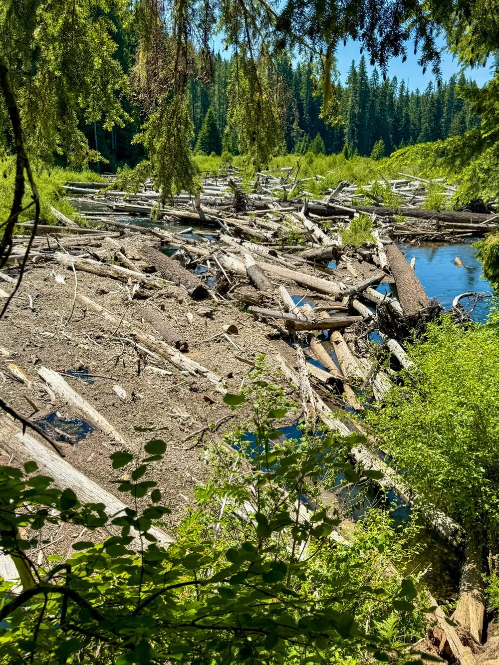 Log jam in the Rogue River