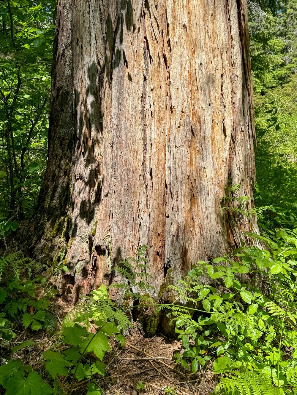 Old incense cedar