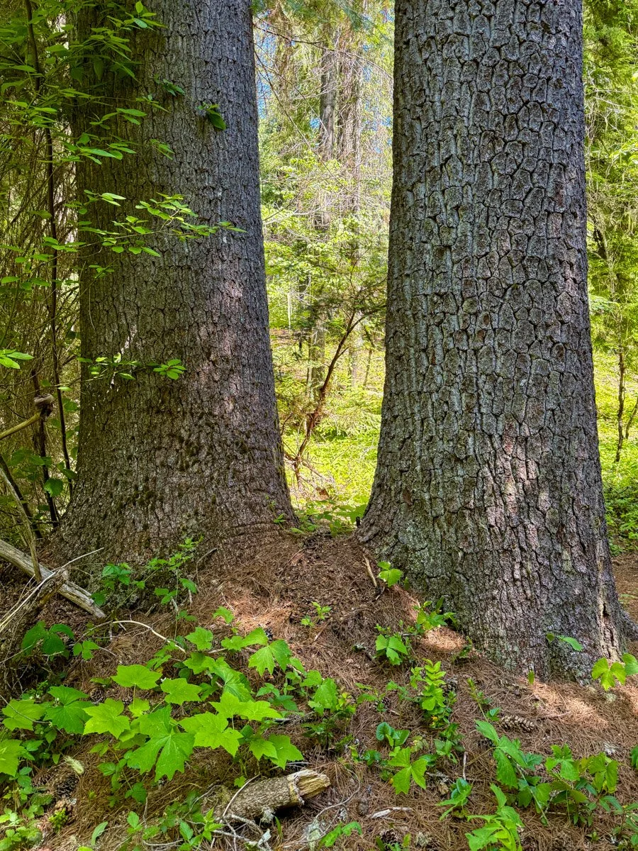Beautiful western white pine