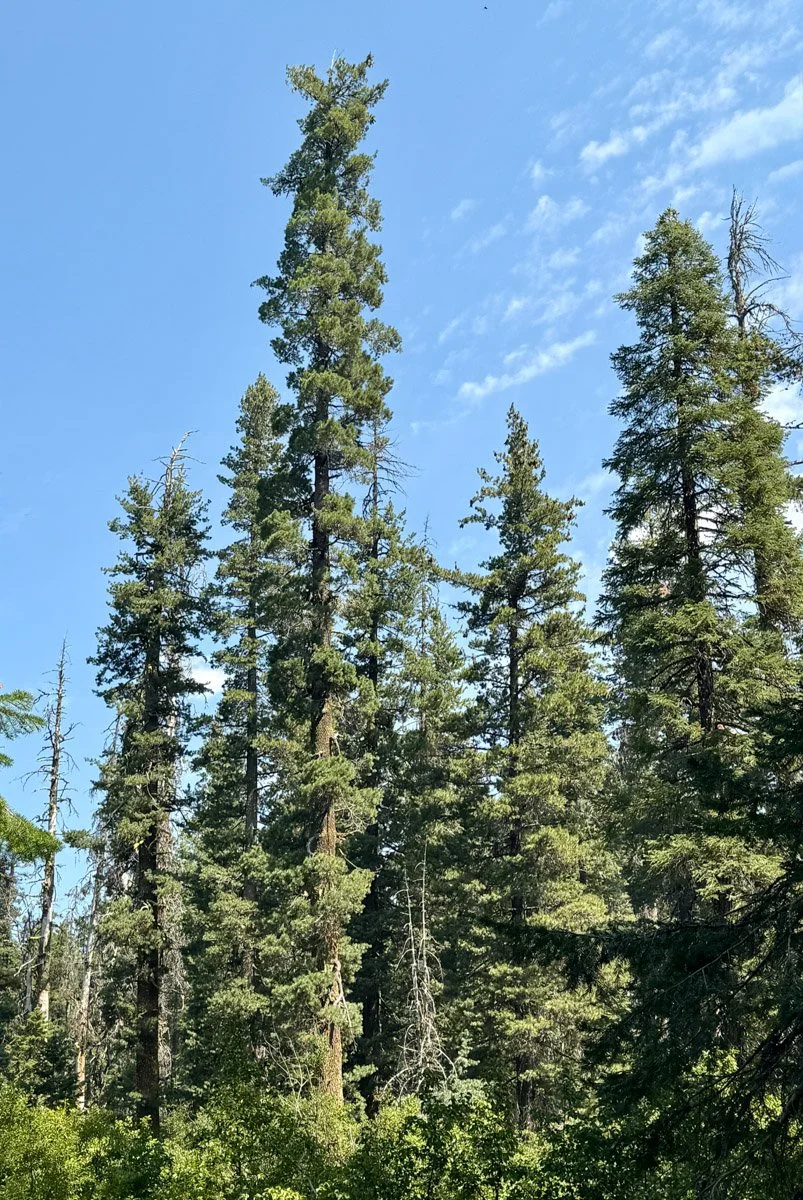 85. Brown Mountain