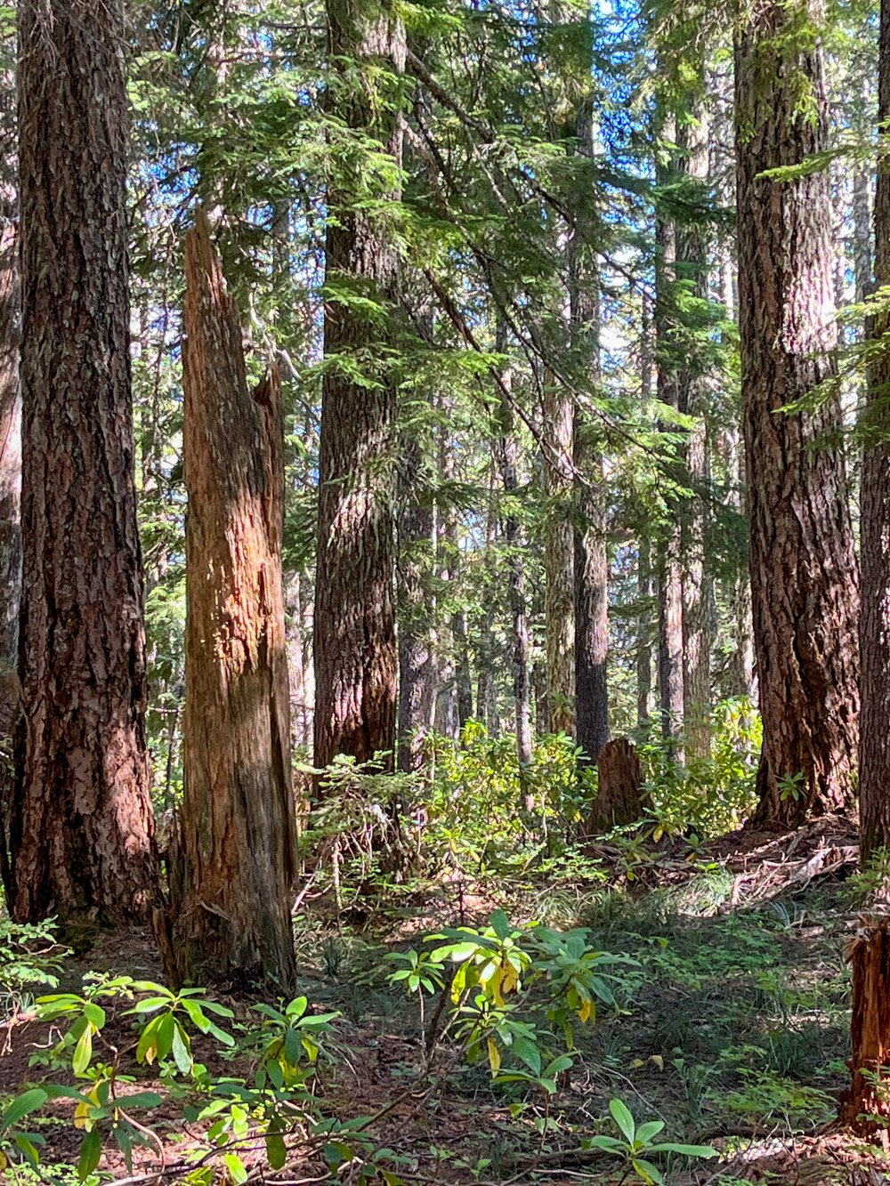 Douglas-fir/western hemlock old growth