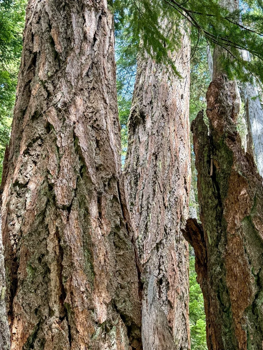 Towering Douglas-fir