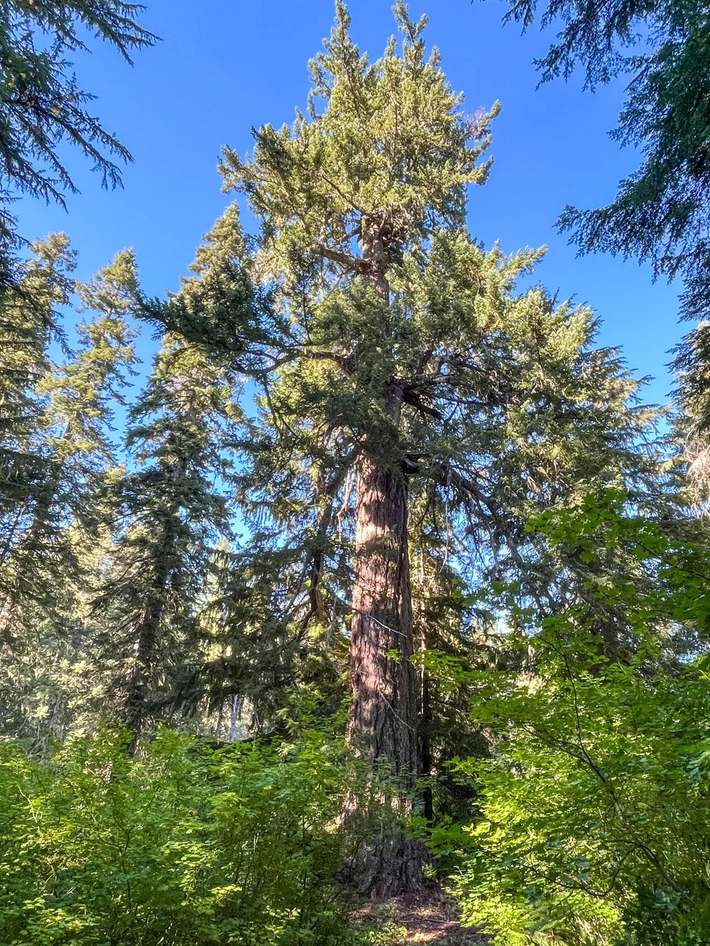 Emile Shelter Big Tree