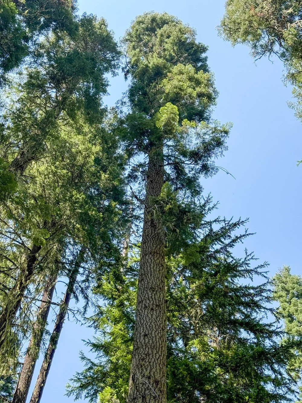 White fir