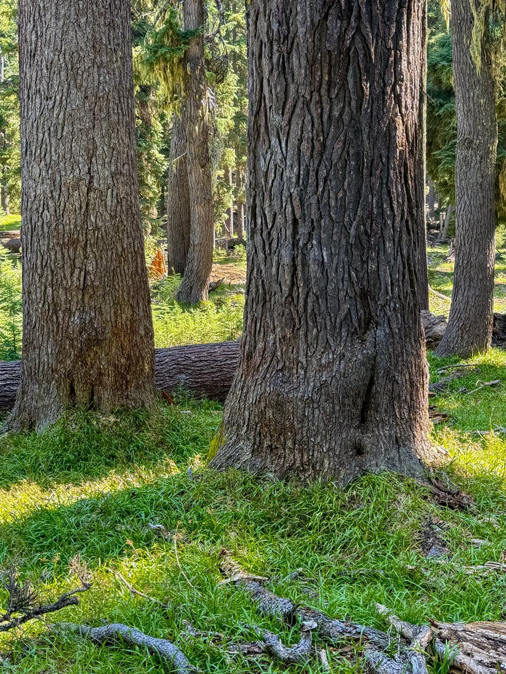 Mountain hemlock