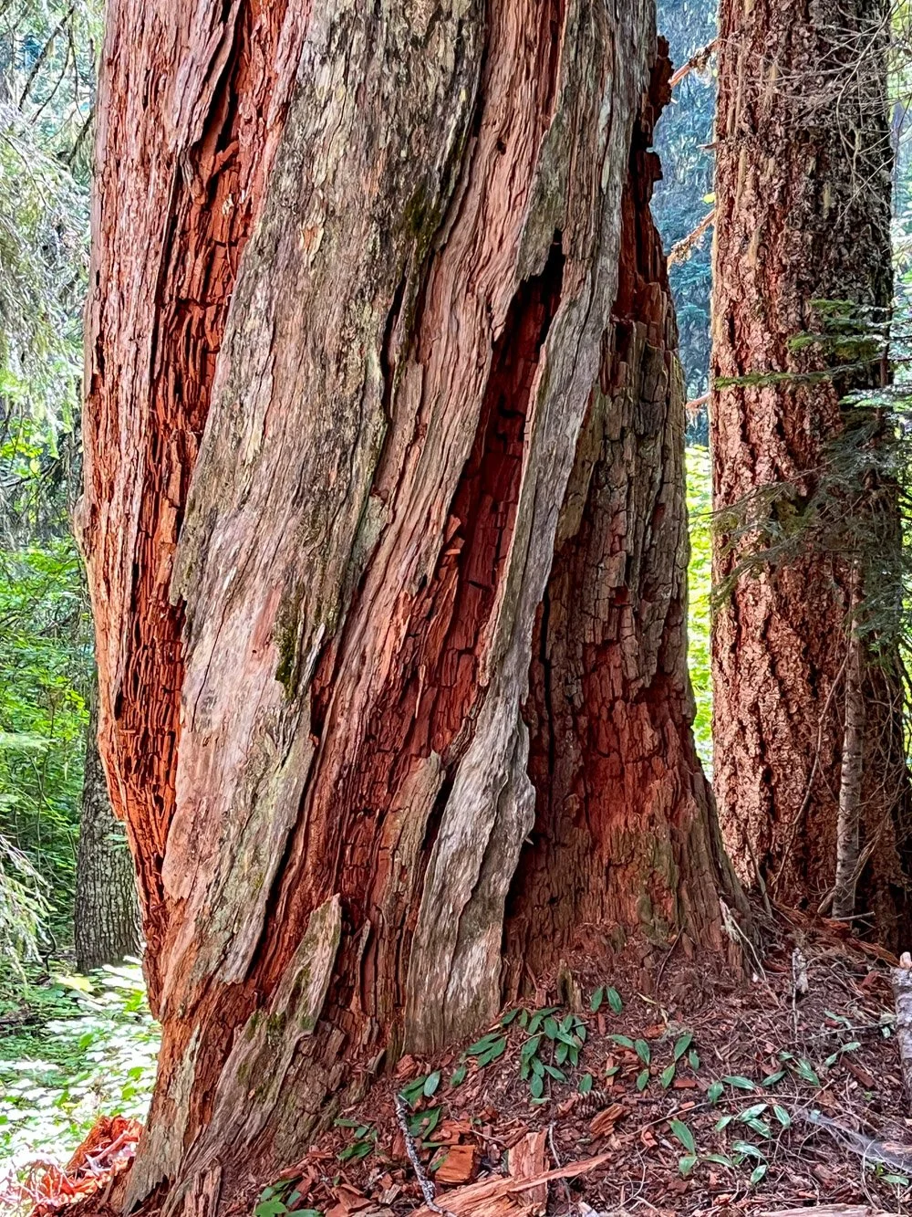 Large Douglas-fir snag