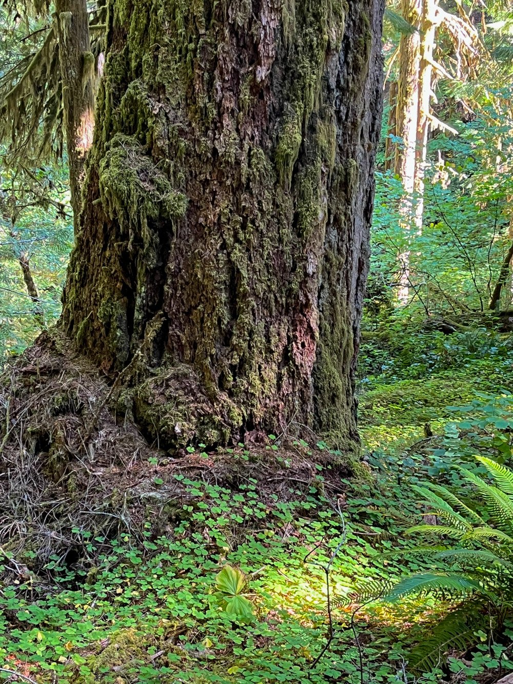 Douglas-fir on a streamside terrace