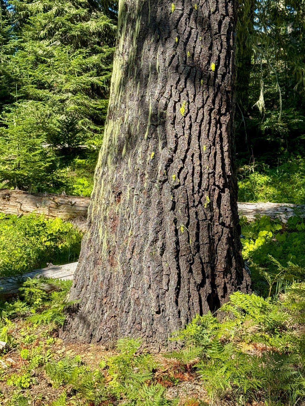 Shasta red fir