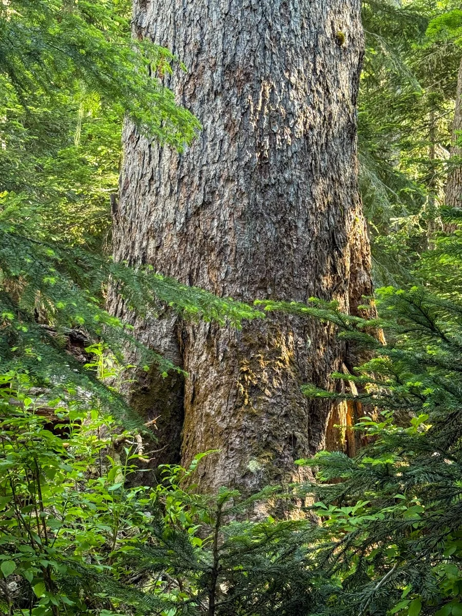 Large Pacific silver fir