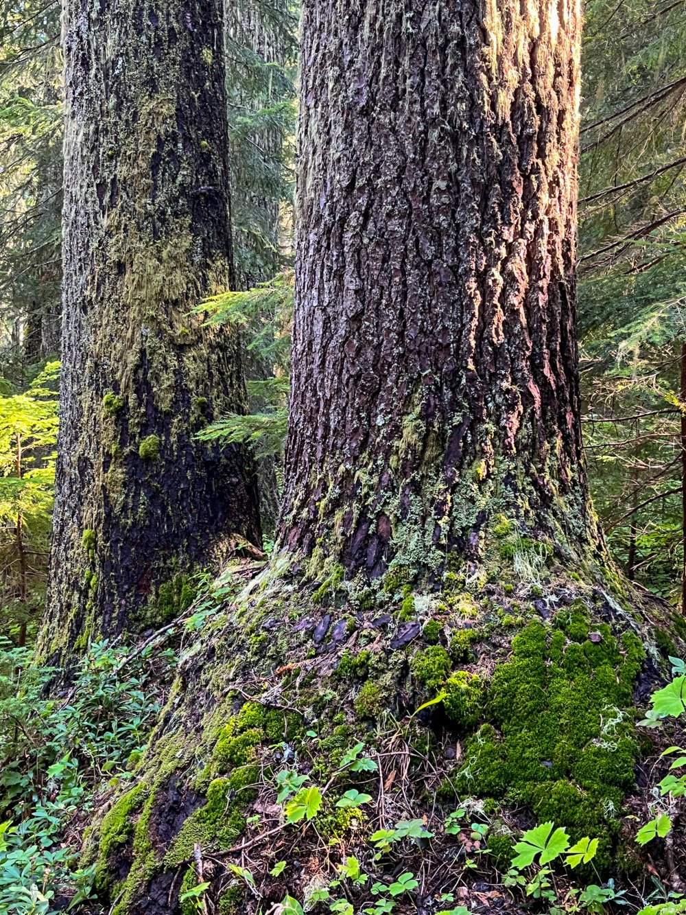 Old noble fir