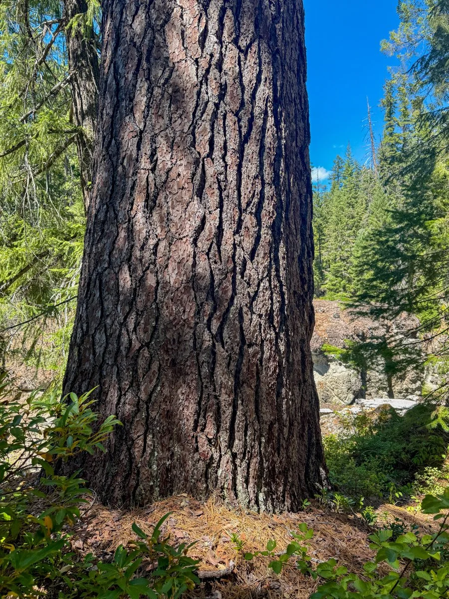 83. Takelma Gorge