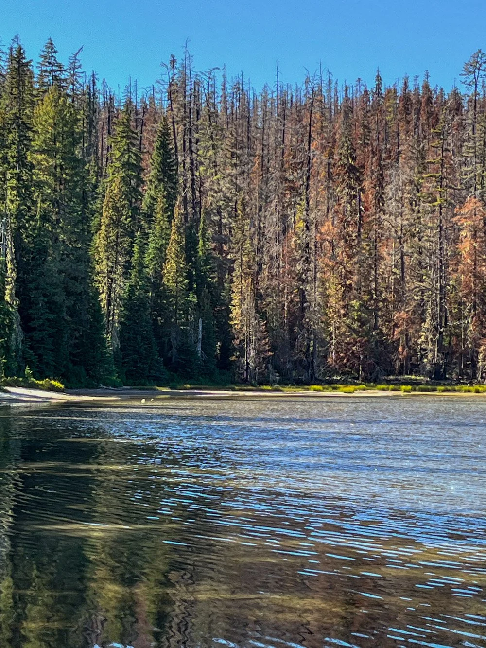 Cedar Creek Fire edge by the lake edge