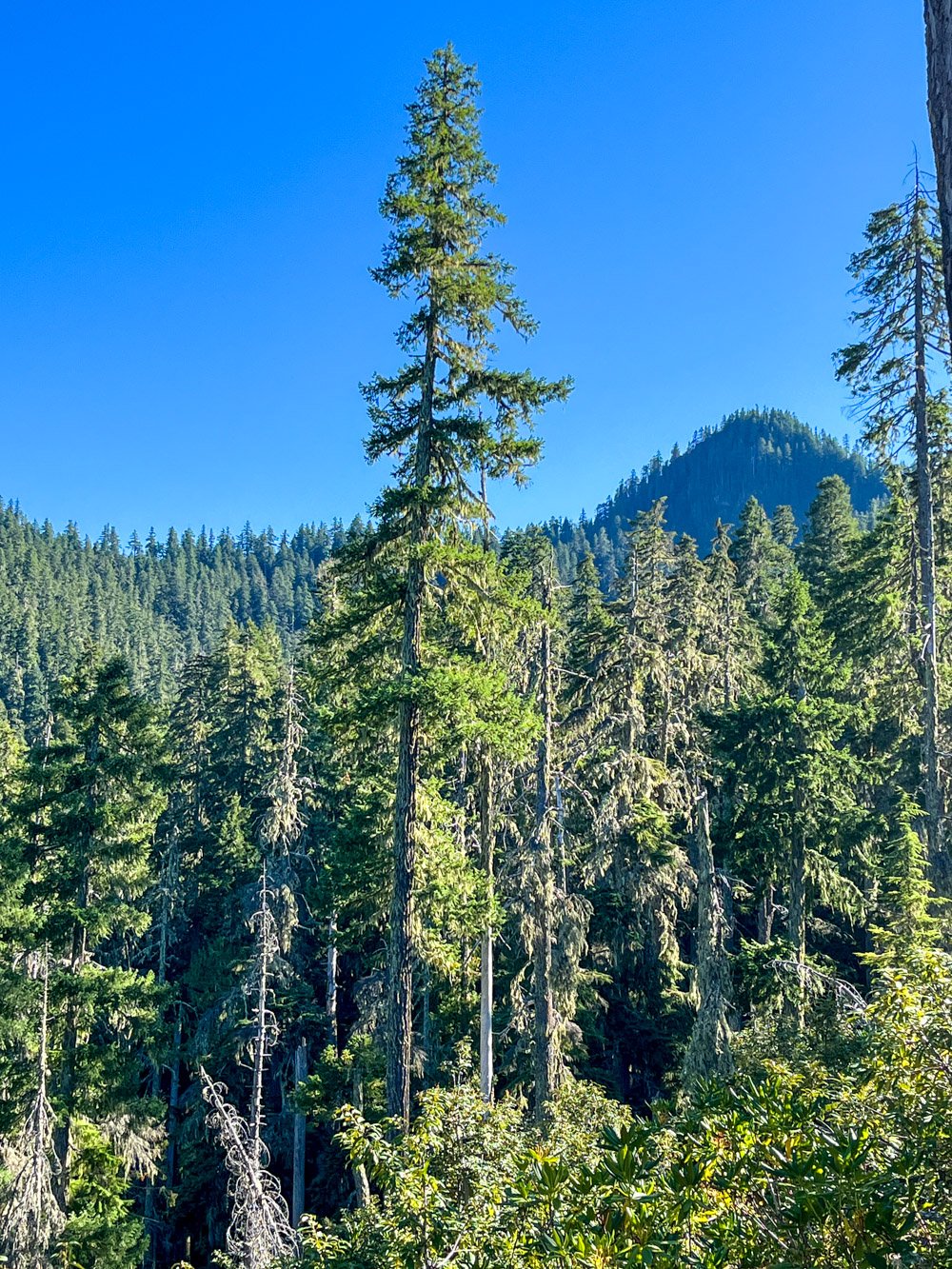 Towering Douglas-fir in front of Chimney Peak