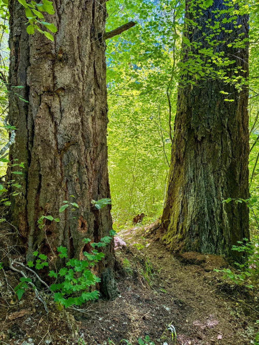 A Douglas-fir welcome