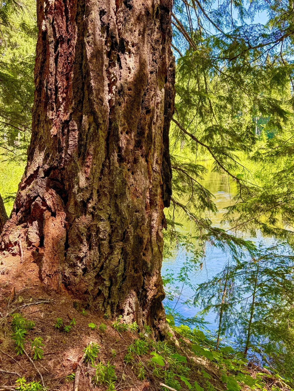 Massive Douglas-fir along the river