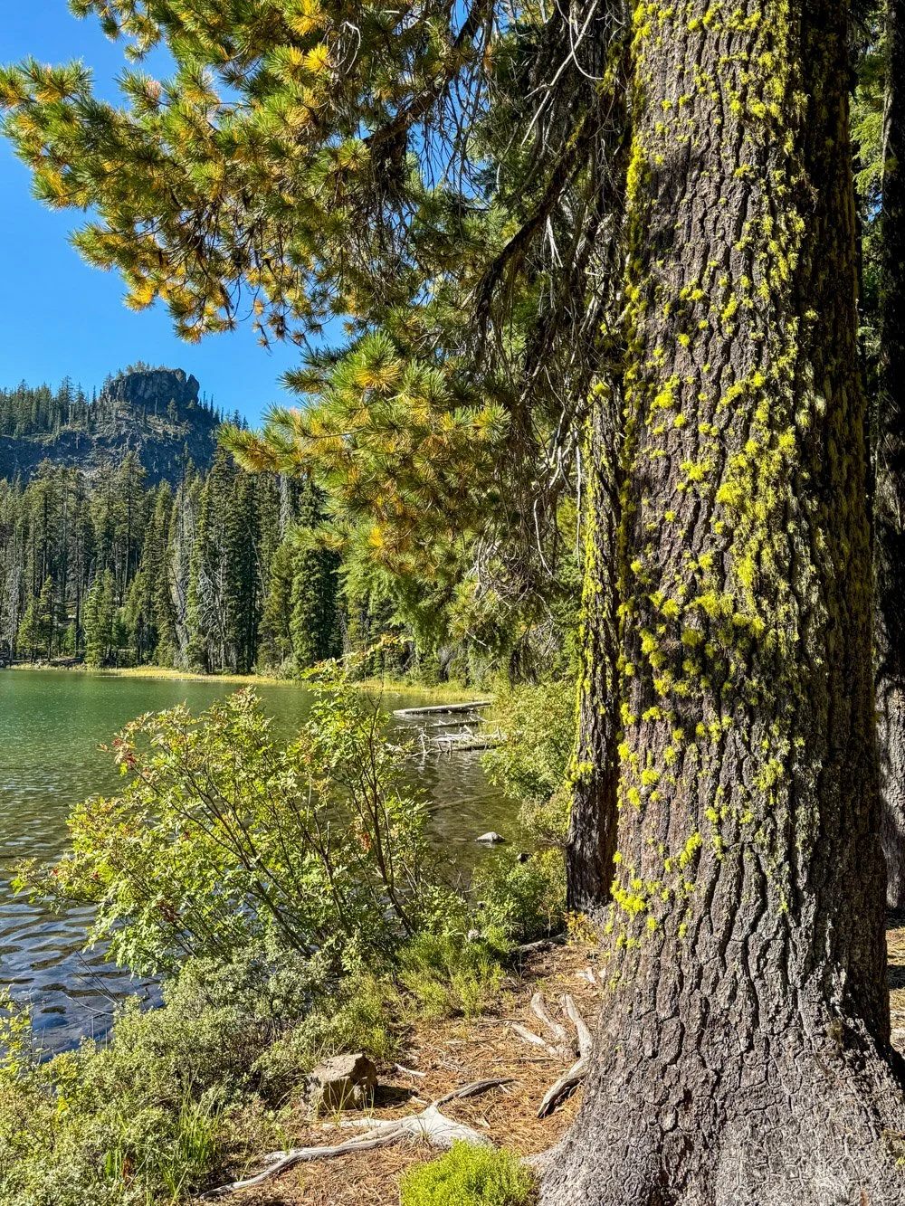 Western white pine and Pulpit Rock