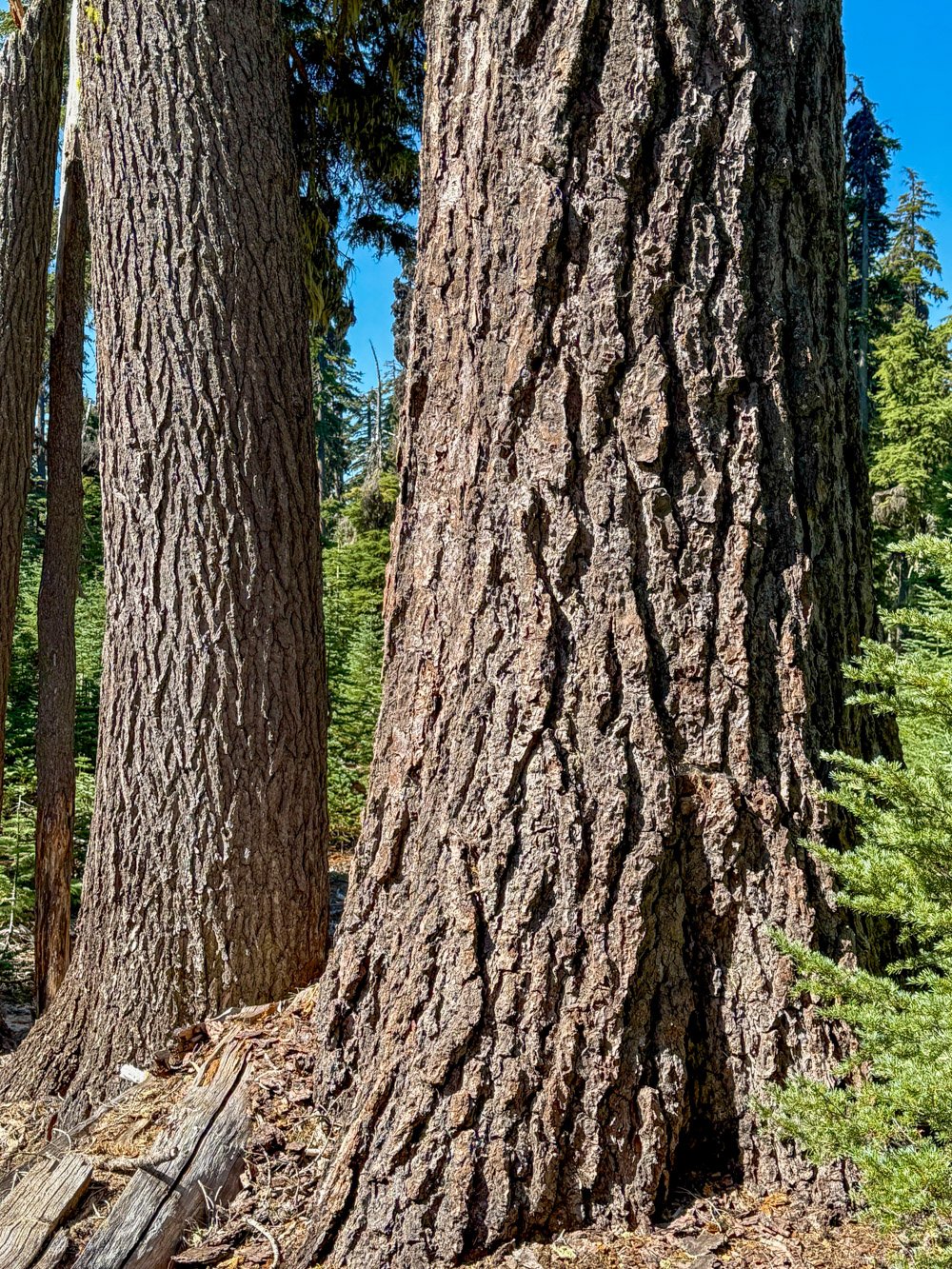 Shasta red fir