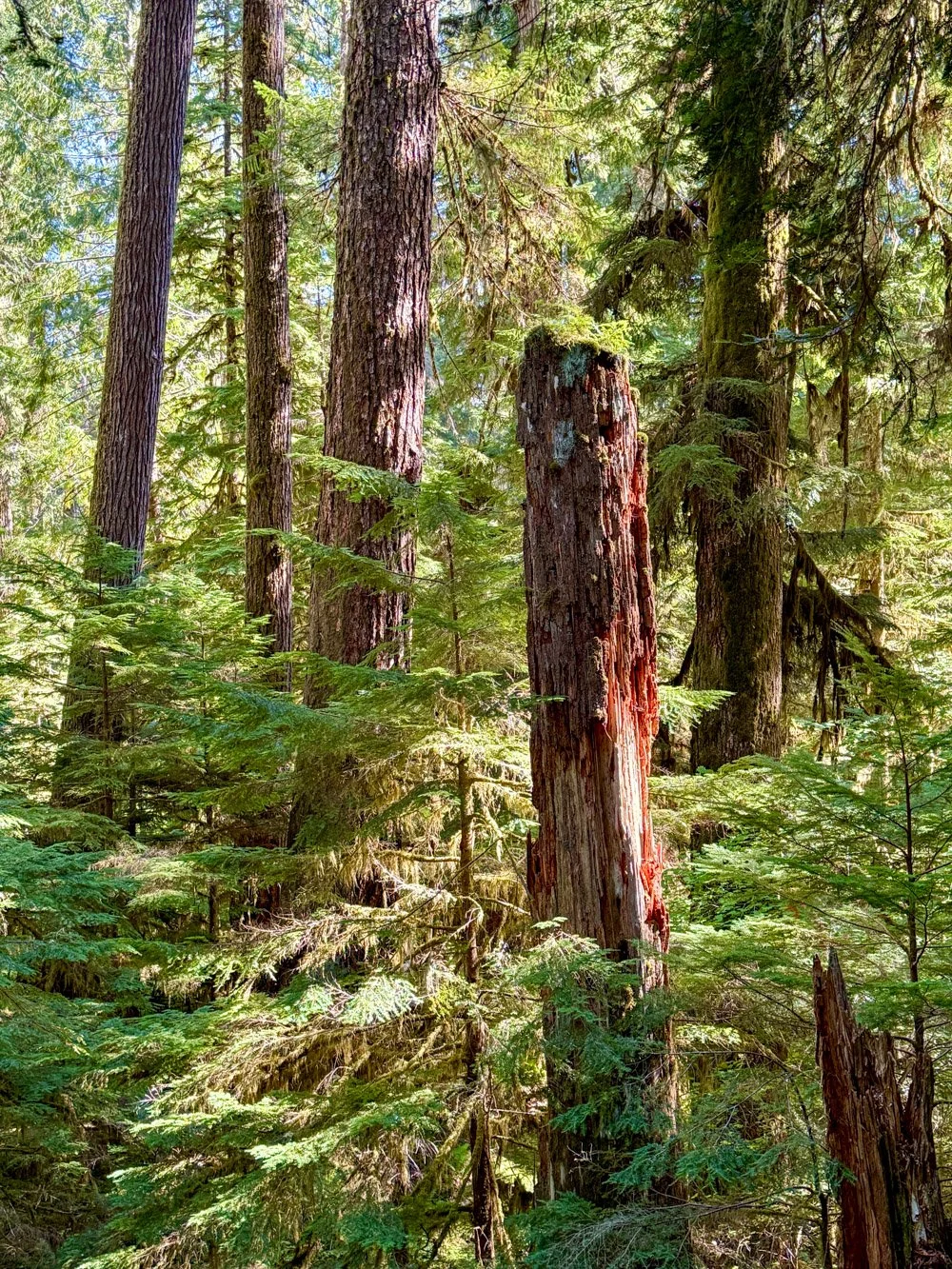 Young western hemlock regenerating in a canopy gap