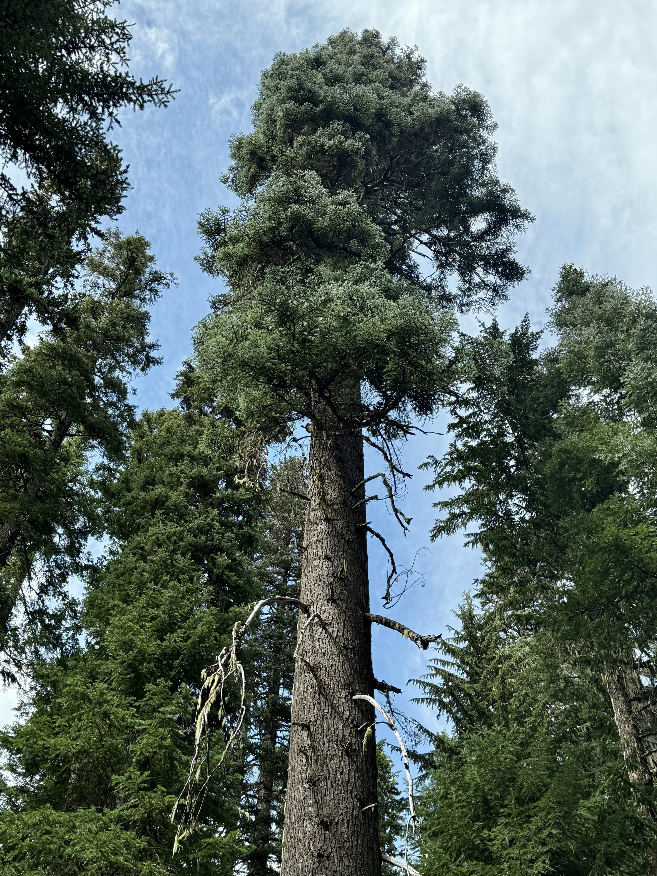 Noble fir