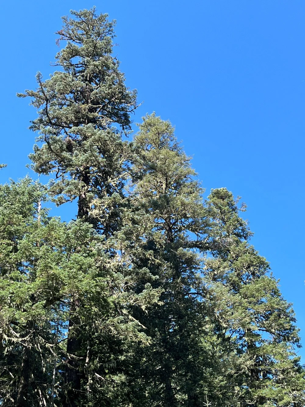 Meadow-side noble fir