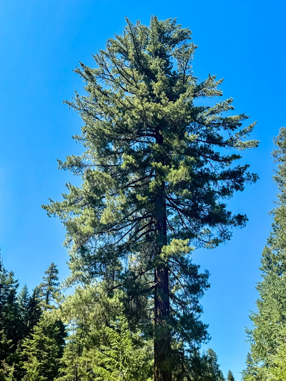 Sugar pine crown